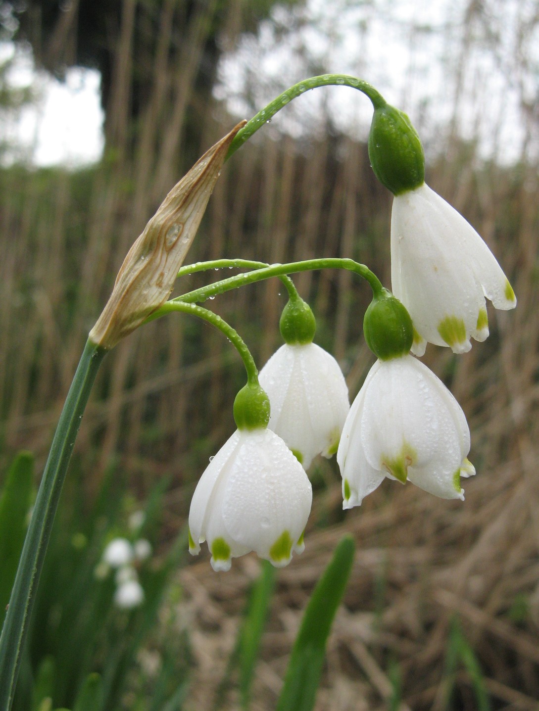 Campanellino di primavera & Campanellino estivo